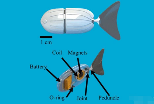 美國研究人員使用<a href=http://ynbfy.com/3D-printer/ target=_blank class=infotextkey>3D打印機</a>器魚解鎖大腦的秘密