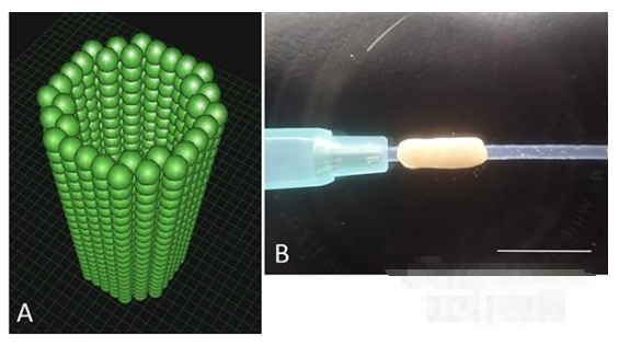 日本研發(fā)出可促進神經(jīng)再生的生物3D打印導管