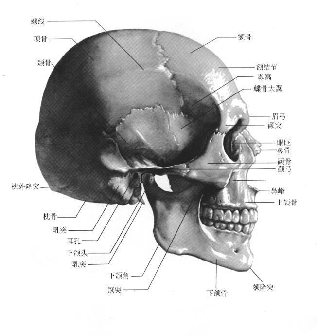 金屬<a href=http://ynbfy.com/dayin.html target=_blank class=infotextkey><a href=http://ynbfy.com/dayin.html target=_blank class=infotextkey>3d打印</a></a>技術(shù)可促進(jìn)顱頜面外科手術(shù)創(chuàng)新與發(fā)展