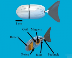 美國研究人員使用3D打印機器魚解鎖大腦的秘密
